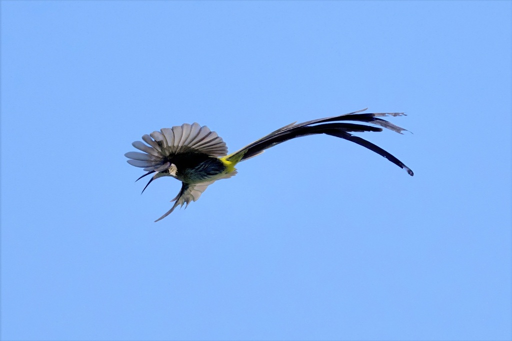 Cape Sugarbird
