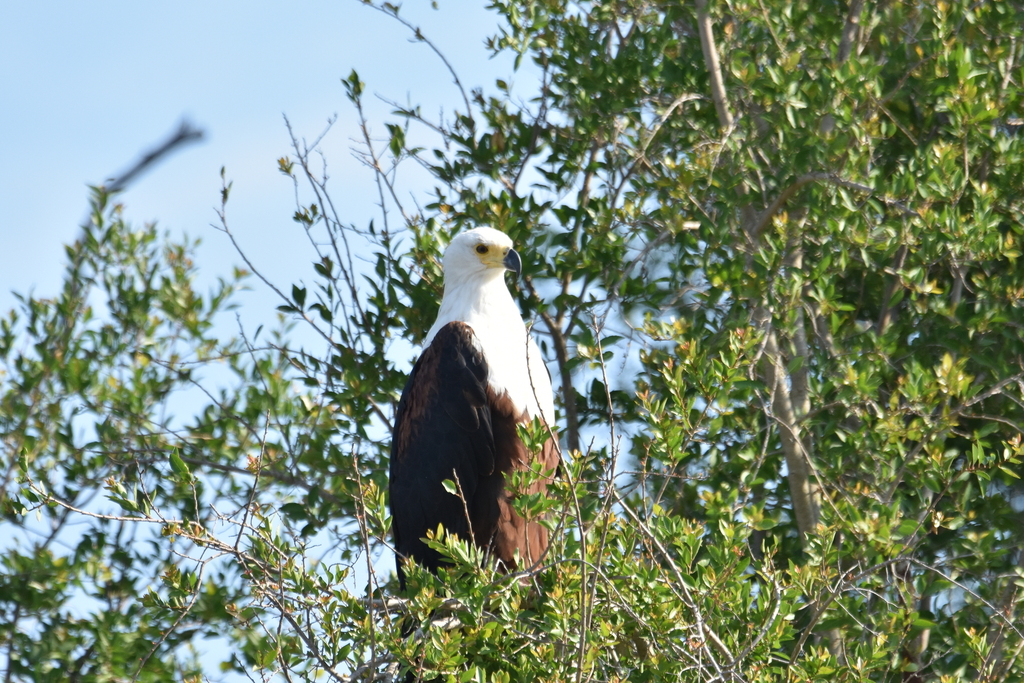 African Fish Eagle