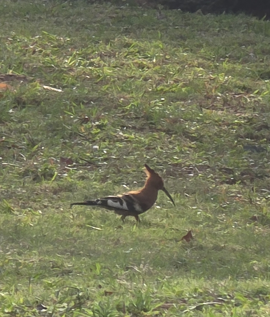 African Hoopoe